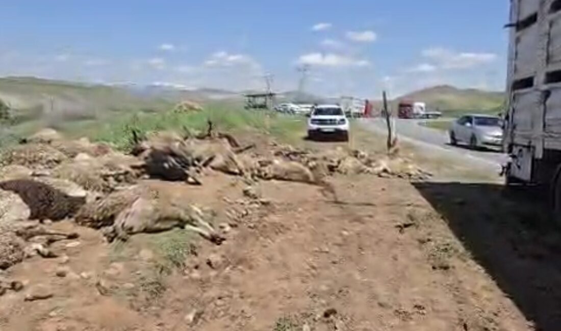 Tunceli’nin Çemişgezek ilçesinden Sivas’a götürülen 250 küçükbaş hayvanın bulunduğu tır,