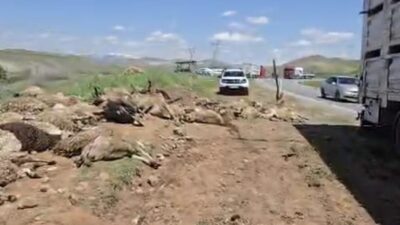 Tunceli’nin Çemişgezek ilçesinden Sivas’a götürülen 250 küçükbaş hayvanın bulunduğu tır,