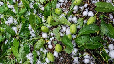 Malatya’da etkili olan sağanak ve dolu yağışının kayısı üretiminde ağır