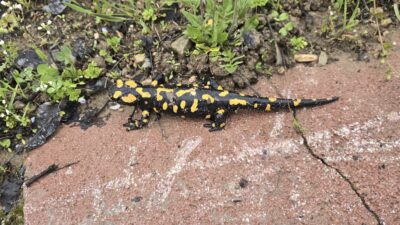 Malatya’nın Yeşilyurt ilçesine bağlı Gündüzbey Mahallesi’nde, nesli tehdit altındaki Anadolu