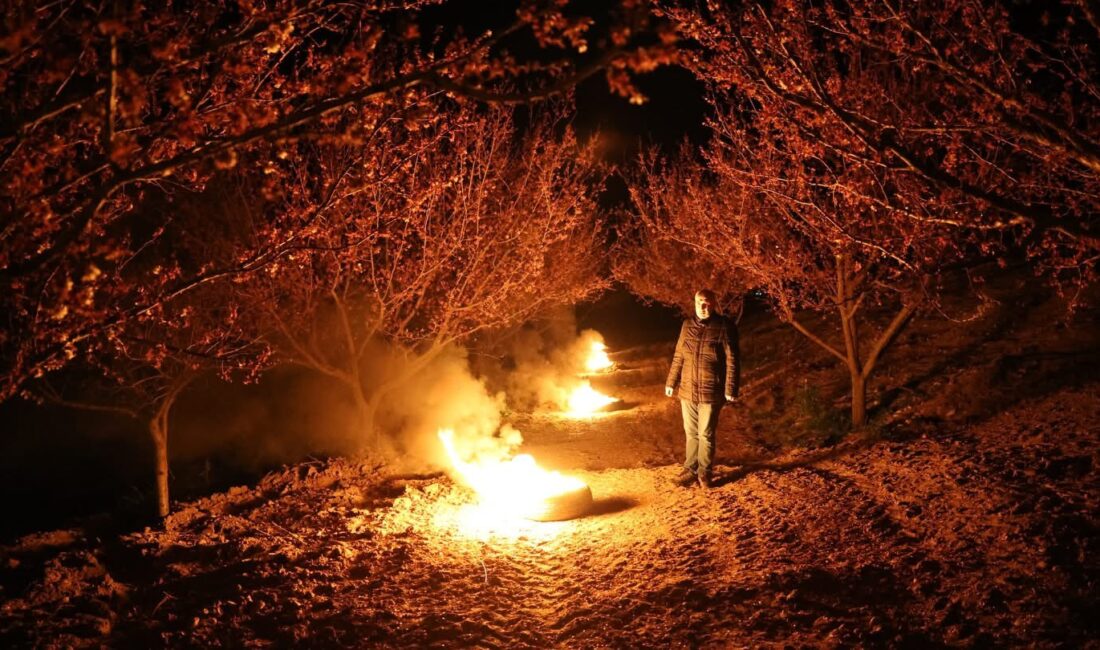 Malatya’da etkisini sürdüren zirai don riskine karşı kayısı üreticileri sabaha