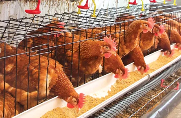 Türkiye İstatistik Kurumu verilerine göre kümes hayvancılığı üretimi Şubat ayında