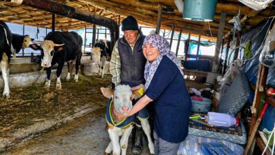 Malatya’da hayvancılığı desteklemek amacıyla yürütülen “Yaşasın Buzağılar” projesi kapsamında yeni