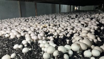 Akçadağ’da kurulan modern mantar üretim tesisi, aylık 15 tonluk kapasitesiyle