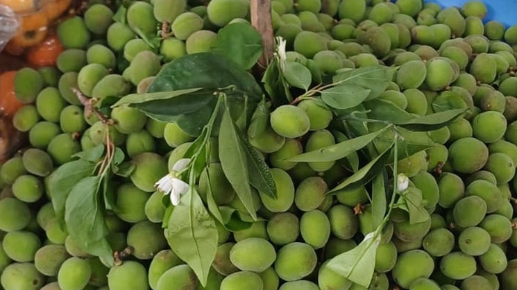 Malatya’da kayısı ağaçları çiçek açarken zirai don endişesi sürüyor; tezgâhlarda