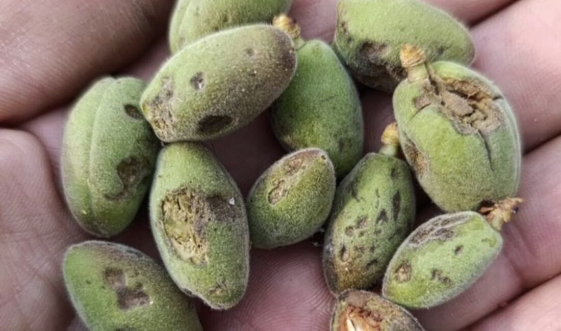 Vali Seddar Yavuz, Malatya genelinde etkili olan dolu yağışı sonrası