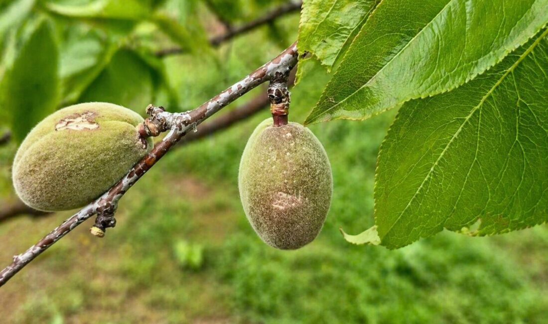 Malatya’da etkili olan dolu yağışının ardından tarım alanlarında hasar tespit