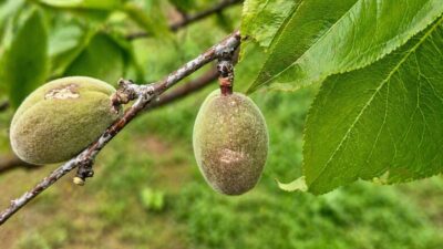 Malatya’da etkili olan dolu yağışının ardından tarım alanlarında hasar tespit