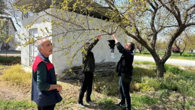 Kayısı üretimini tehdit eden kahverengi kokarcaya karşı Malatya genelinde feromon