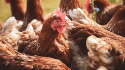 Ticaret Bakanlığı, başta kanatlı hayvan eti üretimi olmak üzere birçok