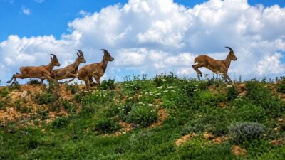 Darende’de gece kurtlar, gündüz ise yaban keçileri görüntülendi. Cep telefonu
