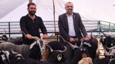 Kurban Pazarında Hareketlilik Başladı Malatya Damızlık Koyun ve Keçi Yetiştiricileri Birliği Başkanı İhsan Akın,