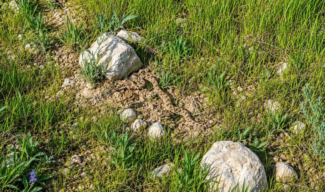 Darende ilçesine bağlı Irmaklı Mahallesi’nde görüntülenen engerek yılanı, yaz mevsiminin