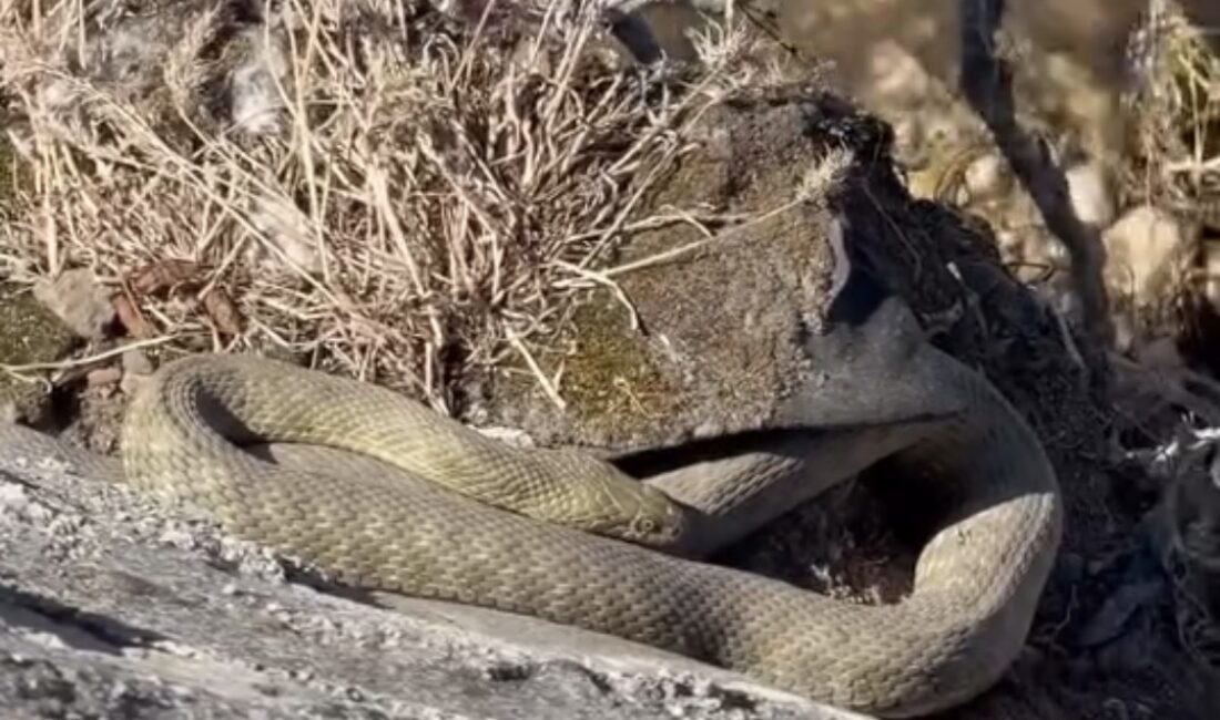 Köprü Altında Görüntülenen Yılanlar Tedirgin Etti Darende ilçesinde Tohma Çayı üzerindeki köprünün altında görüntülenen büyük yılanlar,