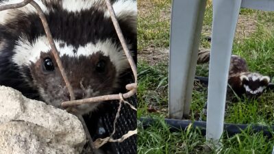 Malatya’da bahçesine giren alaca kokarcayı fark eden bir vatandaş, nadir