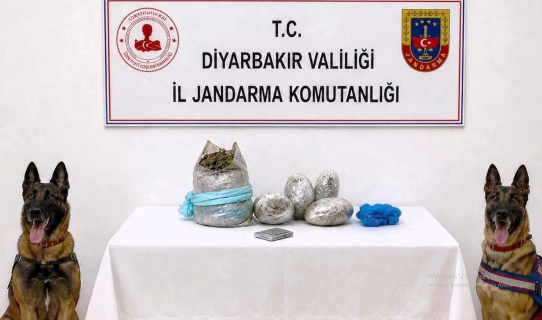 Diyarbakır’da 217 Bin 608 Kök Kenevir Ve Skunk İmha Edildi Diyarbakır’ın Lice ve Kulp ilçelerinde 570 jandarma personelinin katılımıyla düzenlenen