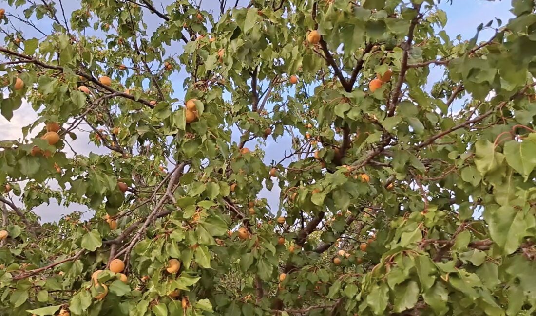 Eylül’ün Sonunda Dalından Taze Kayısı Toplanıyor Malatya’nın Kuluncak ilçesinde geç çiçek açan kayısı ağaçları, Eylül ayının