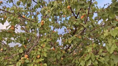 Eylül’ün Sonunda Dalından Taze Kayısı Toplanıyor Malatya’nın Kuluncak ilçesinde geç çiçek açan kayısı ağaçları, Eylül ayının