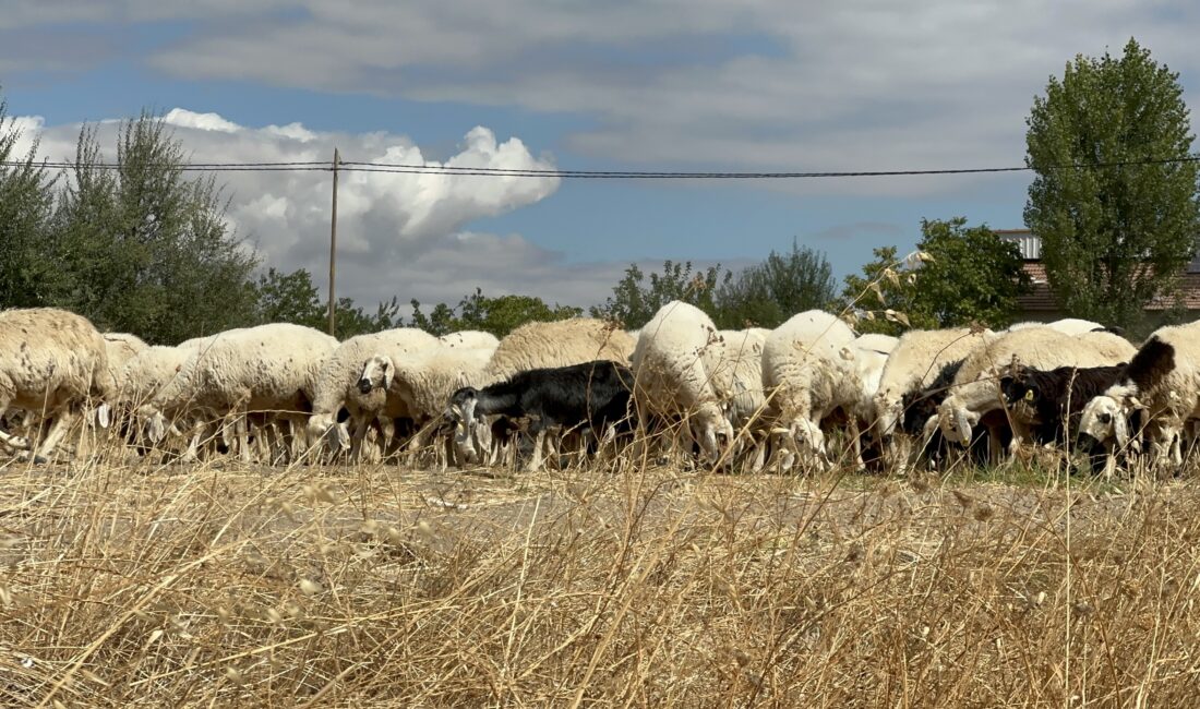 Malatya’nın Yazıhan ilçesinde gerçekleştirilen koç katımı programında küçükbaş hayvancılığın sorunları