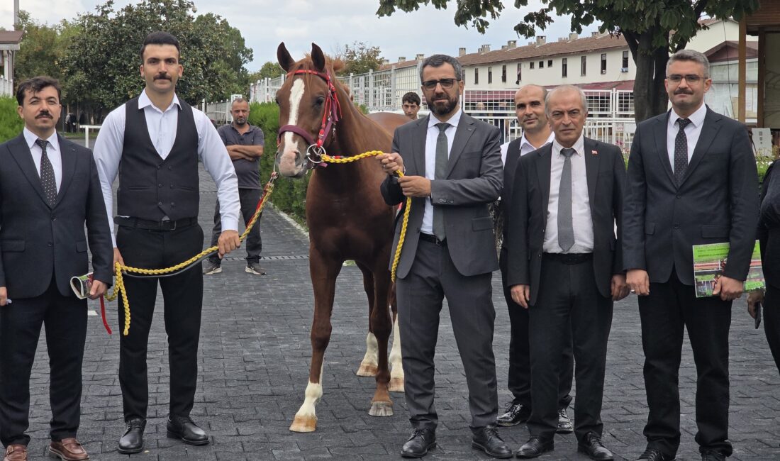 Veliefendi’de Sultansuyu Tayları İçin Milyonlar Yarıştı Sultansuyu Tarım İşletmesinin elit tay ihalesinde 13 tay, İstanbul’da toplam