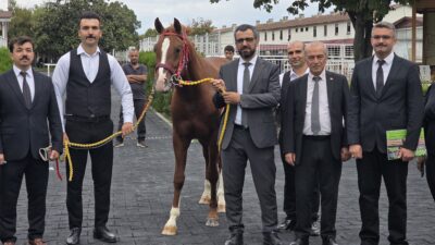 Veliefendi’de Sultansuyu Tayları İçin Milyonlar Yarıştı Sultansuyu Tarım İşletmesinin elit tay ihalesinde 13 tay, İstanbul’da toplam