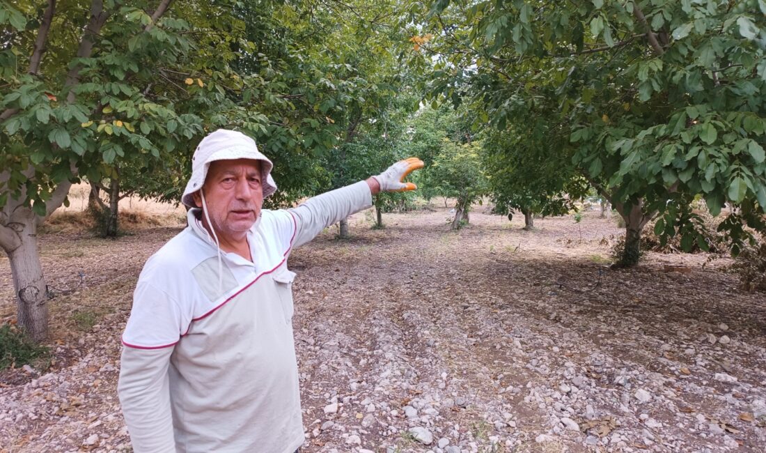 Darende’de Ceviz Hasadı: Kayısıya Alternatif Gelir Malatya’nın Darende ilçesinde ceviz hasadı başladı. Balaban Mahallesi’nde yaklaşık 250