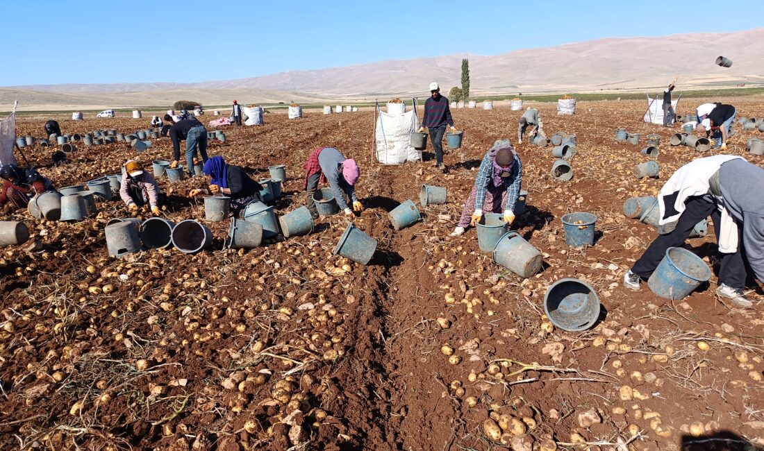 Darende’de Patates Bereketi: 20 Bin Ton Rekolte Bekleniyor Darende ilçesine bağlı Palanga Mahallesi’nde yaklaşık 3 bin dönüm alanda