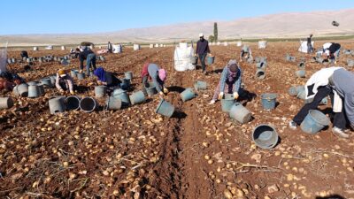 Darende’de Patates Bereketi: 20 Bin Ton Rekolte Bekleniyor Darende ilçesine bağlı Palanga Mahallesi’nde yaklaşık 3 bin dönüm alanda