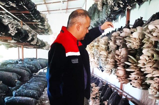 Malatya’da Mantar Üretim Tesisleri Mercek Altında: Hastalık ve Zararlıya Rastlanmadı Malatya Tarım ve Orman İl Müdürlüğü ekipleri, Akçadağ ve Doğanşehir