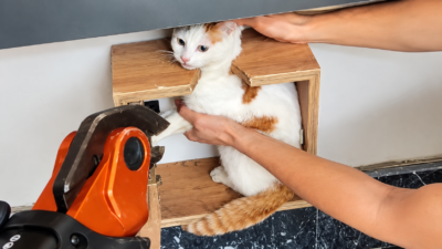 Malatya’da&nbsp;bir&nbsp;apartmanın&nbsp;posta&nbsp;kutusuna&nbsp;sıkışarak&nbsp;mahsur&nbsp;kalan&nbsp;kedi,&nbsp;itfaiye&nbsp;ekiplerinin&nbsp;müdahalesiyle&nbsp;kurtarıldı. &nbsp; Olay,&nbsp;Battalgazi&nbsp;ilçesine&nbsp;bağlı&nbsp;Göztepe&nbsp;Mahallesi&nbsp;Tutoğlu&nbsp;Sokak’ta&nbsp;meydana&nbsp;geldi.&nbsp;Bir&nbsp;apartmanın&nbsp;posta&nbsp;kutusuna&nbsp;giren&nbsp;kedi,&nbsp;sıkışarak&nbsp;mahsur&nbsp;kaldı. Durumun&nbsp;bildirilmesi&nbsp;üzerine&nbsp;olay&nbsp;yerine&nbsp;Malatya&nbsp;Büyükşehir&nbsp;Belediyesi&nbsp;İtfaiye&nbsp;Daire&nbsp;Başkanlığı&nbsp;ekipleri&nbsp;sevk&nbsp;edildi.&nbsp;Ekipler,&nbsp;kediyi&nbsp;sıkıştığı&nbsp;yerden&nbsp;çıkarmak&nbsp;için&nbsp;kurtarma&nbsp;çalışması&nbsp;başlattı. &nbsp; Kedi&nbsp;güvenli&nbsp;şekilde&nbsp;kurtarıldı &nbsp; İtfaiye&nbsp;ekiplerinin&nbsp;müdahalesiyle&nbsp;posta&nbsp;kutusunda&nbsp;mahsur&nbsp;kalan&nbsp;kedi,&nbsp;bulunduğu&nbsp;yerden&nbsp;güvenli&nbsp;bir&nbsp;şekilde&nbsp;çıkarıldı.&nbsp;Kurtarma&nbsp;çalışması&nbsp;başarılı&nbsp;şekilde&nbsp;tamamlandı.
